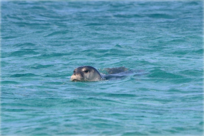 Тюлень-монах в Протарасе! (Фото): фото 12