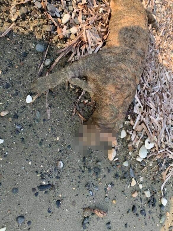 В Ларнаке жестоко убили 12 кошек: фото 3