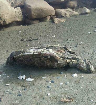 На трех пляжах Ларнаки найдены мертвые черепахи: фото 2