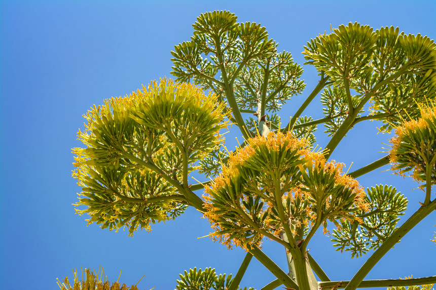 Агава — чрезвычайно полезное и уникальное кипрское растение: фото 47