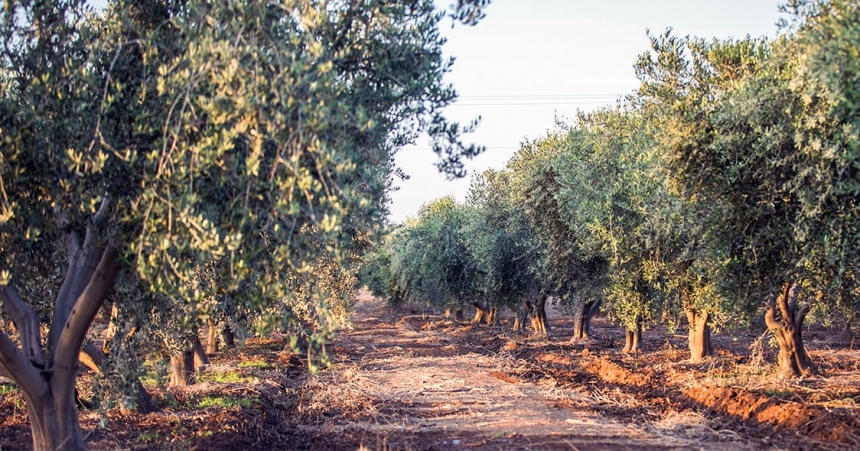 Кипрское оливковое масло - лекарство от всех болезней: фото 3