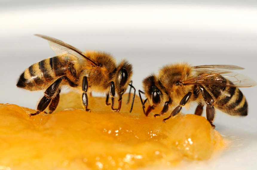 Кипрские пчелы находятся под угрозой исчезновения: фото 2