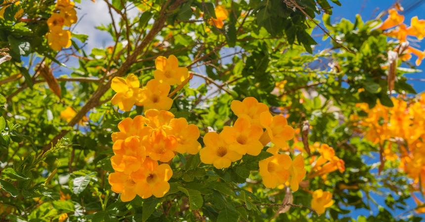 На Кипре цветет кампсис!: фото 33