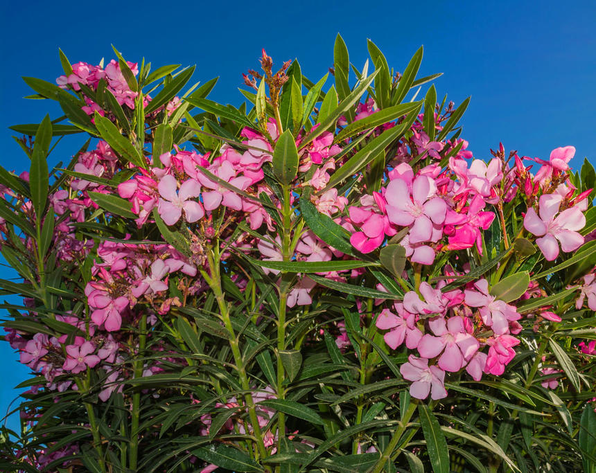Олеандр — кипрский цветок-загадка: фото 8