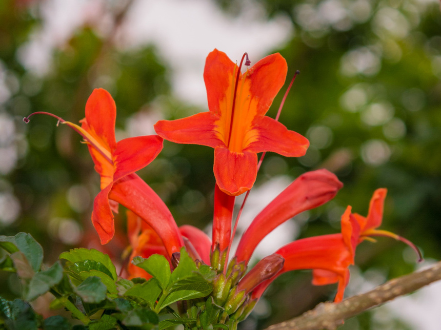 Цветущий Кипр весной: Текомария капская: фото 23
