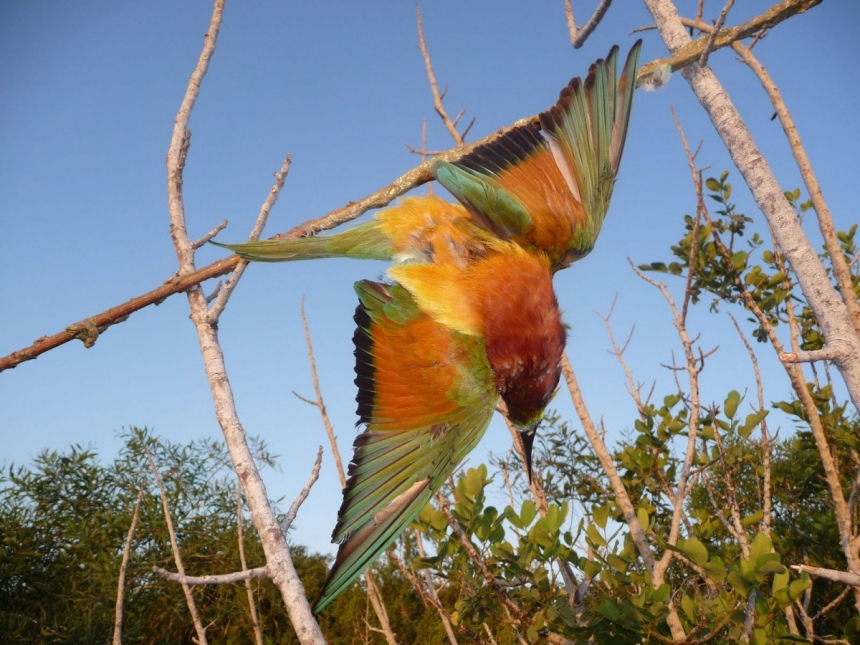 Варварское истребление певчих птиц киприотами!: фото 10