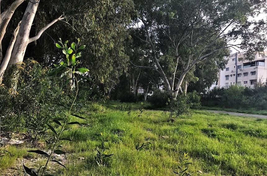 Парк эвкалиптовых деревьев в самом сердце Лимассола : фото 9
