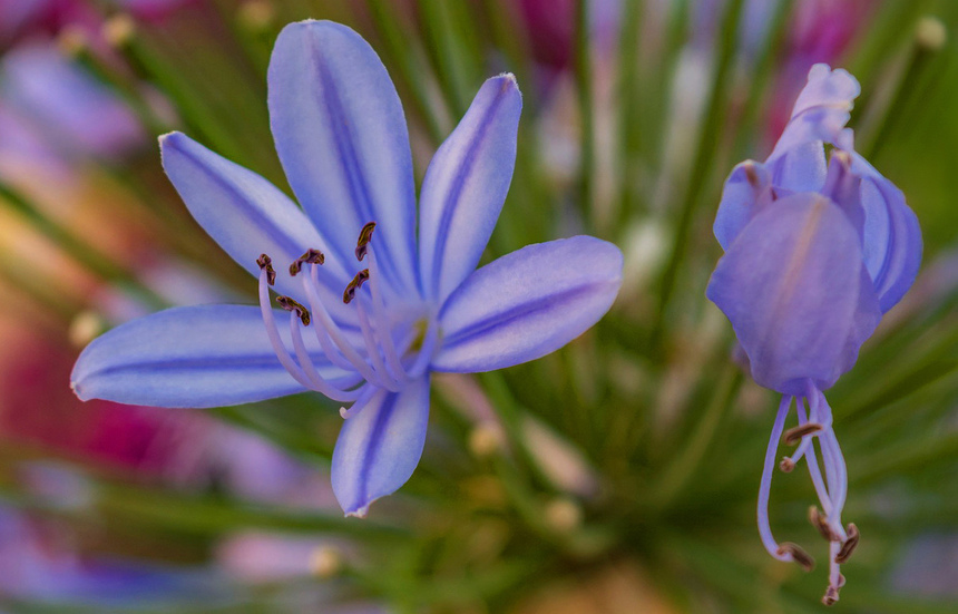 Великолепный агапантус — кипрский цветок любви: фото 12