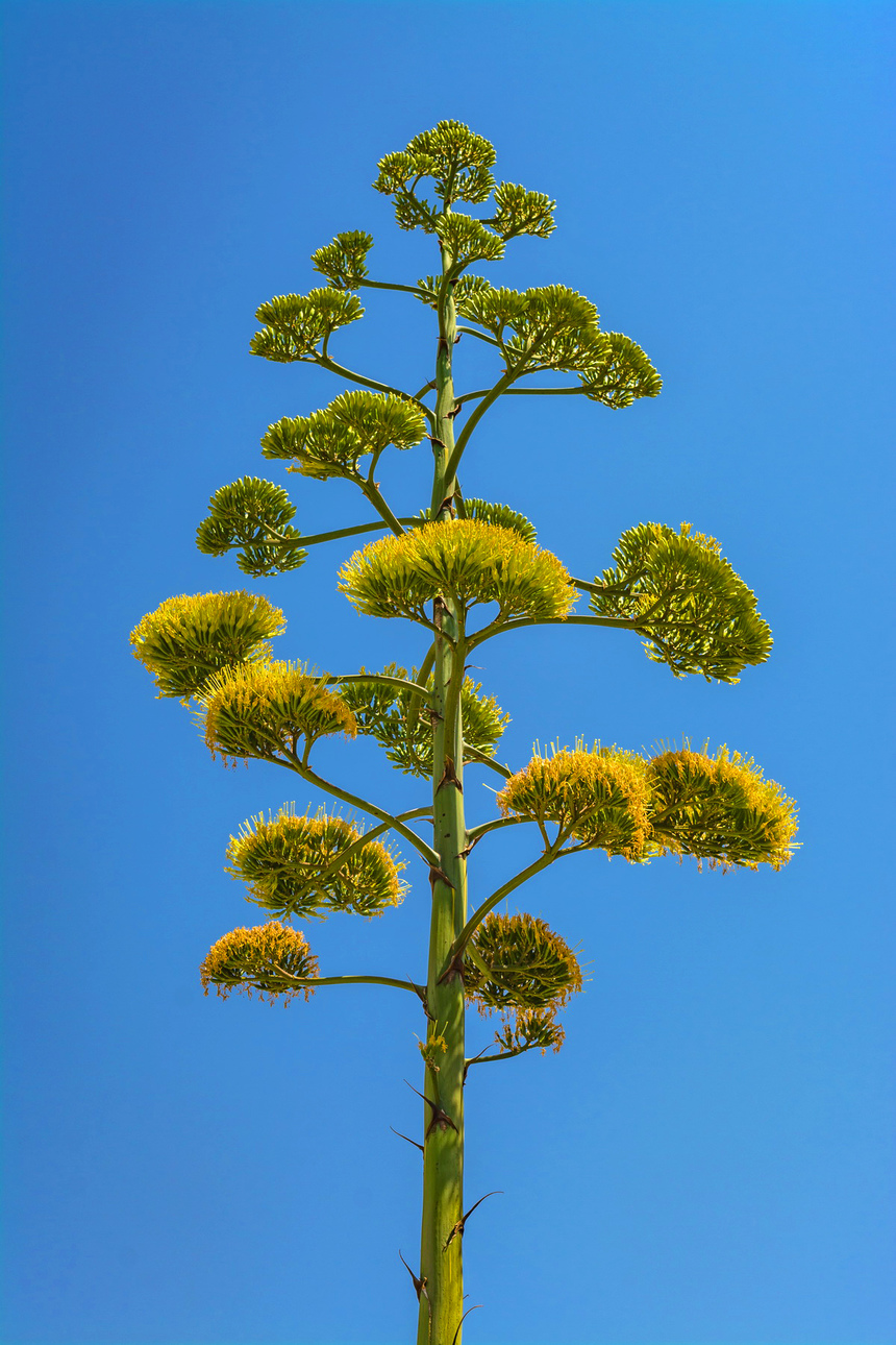 Агава — чрезвычайно полезное и уникальное кипрское растение: фото 35