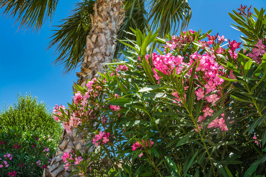 Олеандр — кипрский цветок-загадка: фото 15