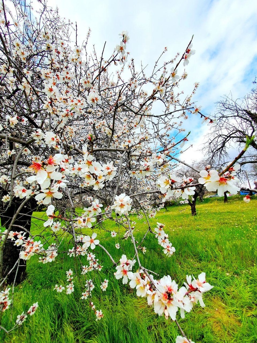 На Кипре в разгаре волшебное и фантастически красивое время цветения миндаля: фото 16