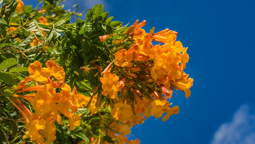 На Кипре цветет кампсис!: фото 18