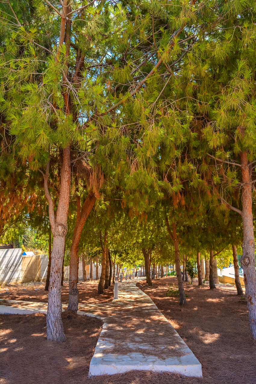 Отдых в тени кипрской сосны: парк с красочной детской площадкой в деревне Куклия на Кипре: фото 23