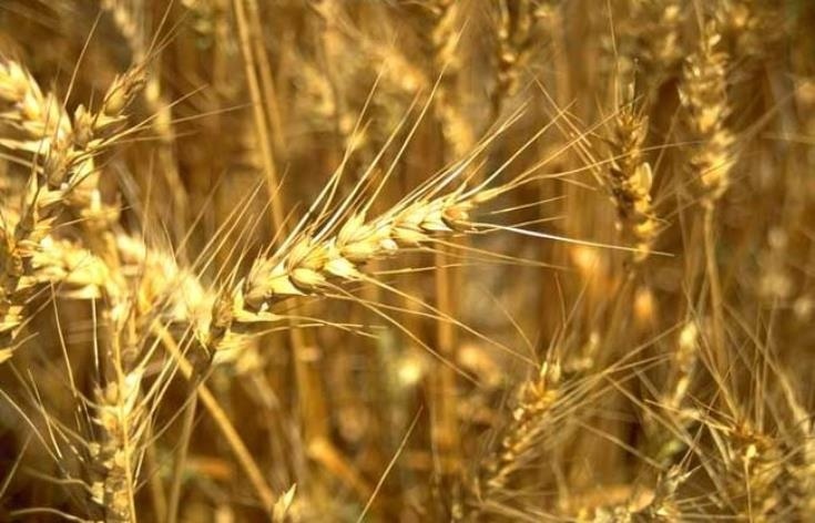 Ученые изобрели новый вид пшеницы, который совершит революцию в сельском хозяйстве Кипра: фото 2