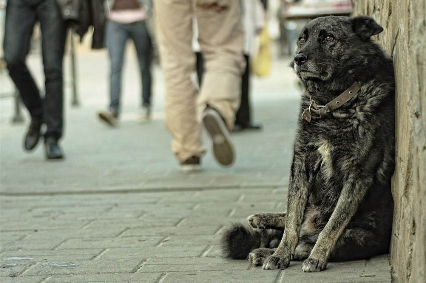 ​Взятые из приюта собаки снова оказались на улицах Кипра: фото 2