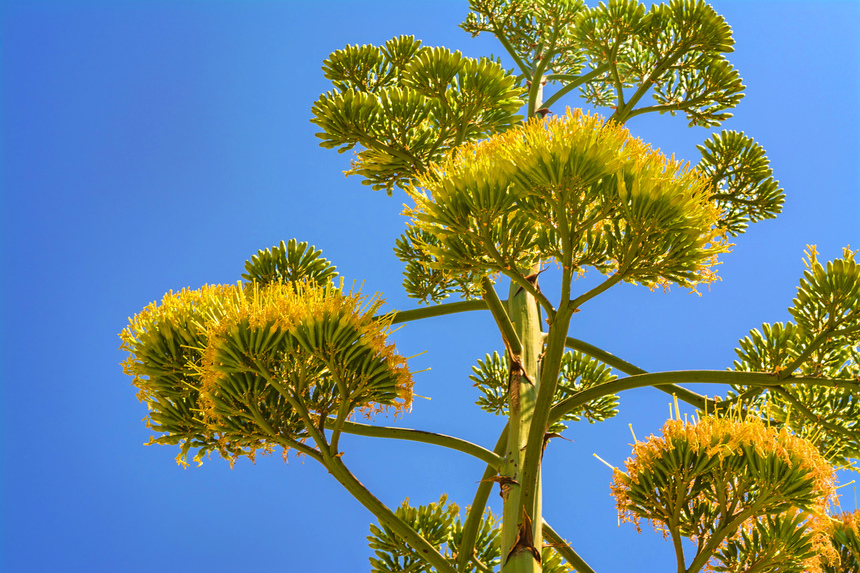 Агава — чрезвычайно полезное и уникальное кипрское растение: фото 46
