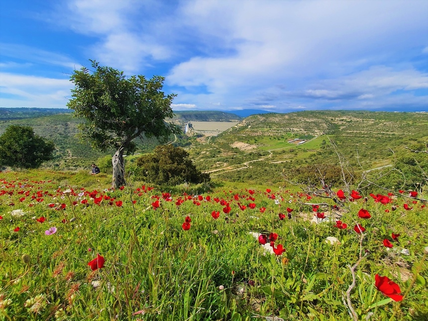 На Кипре расцвели потрясающие Анемоны: фото 23