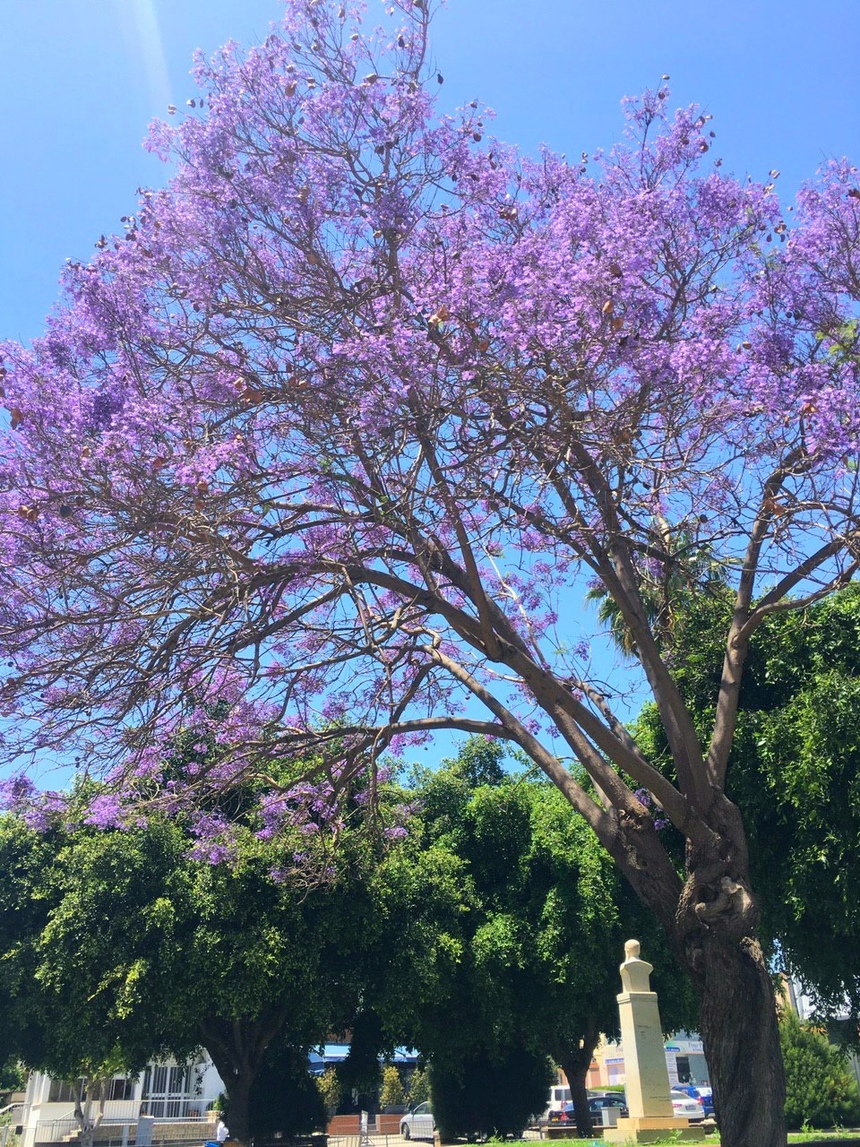 Безудержные колокольчики: весной на Кипре цветет жакаранда: фото 13