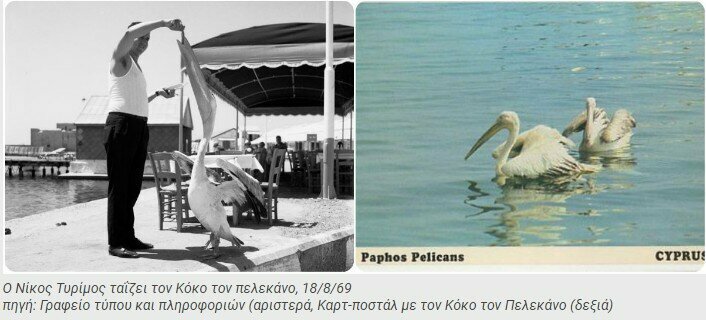 Умер розовый пеликан Кокос — звезда набережной Пафоса: фото 2