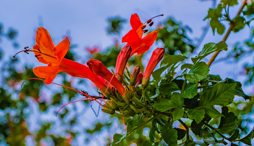 Цветущий Кипр весной: Текомария капская: фото 8