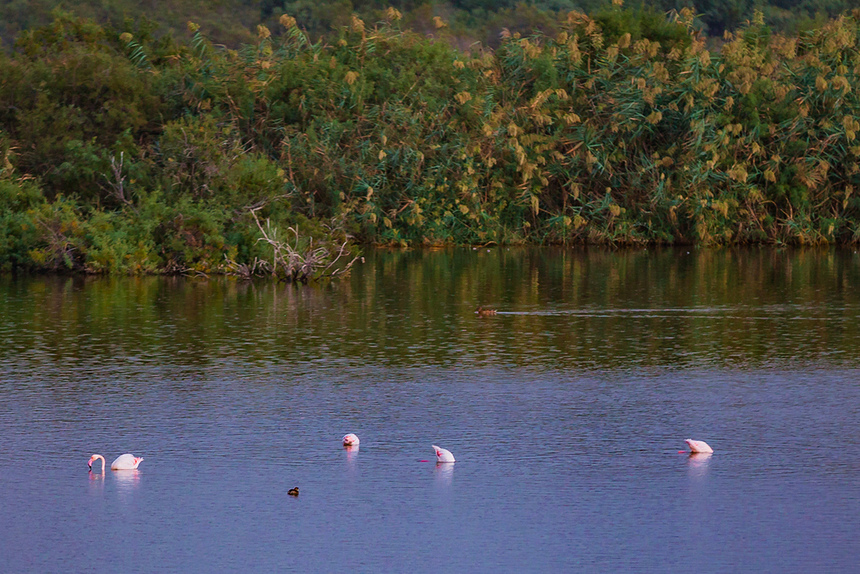Озеро Ороклини - фантастическая охраняемая природная зона на Кипре и место для наблюдения за птицами : фото 51