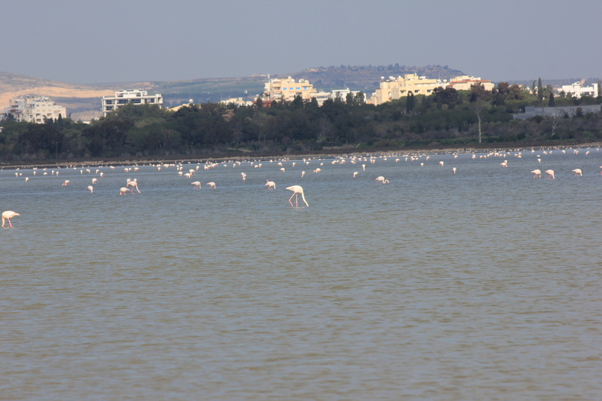 Свинец или канализационные отходы: "зеленые" обеспокоены гибелью розовых фламинго на Кипре : фото 2