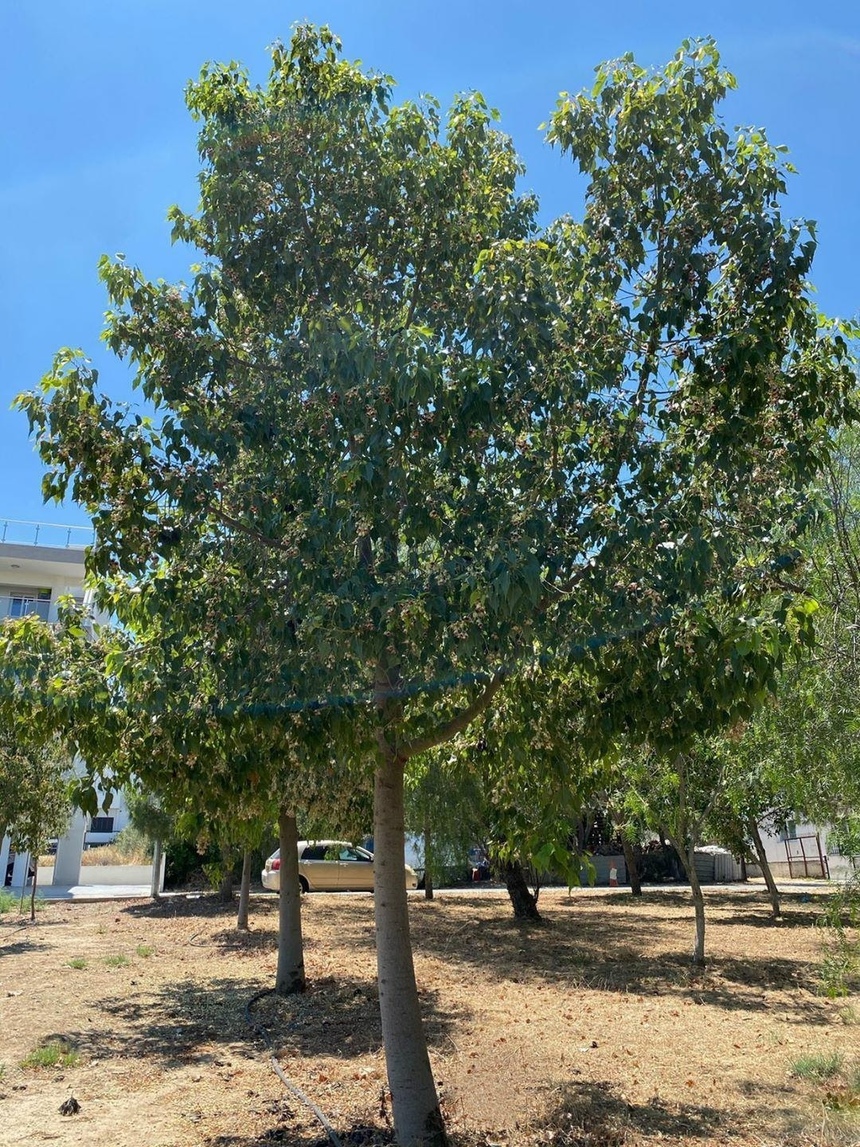 Брахихитон — знаменитое бутылочное дерево на Кипре: фото 3