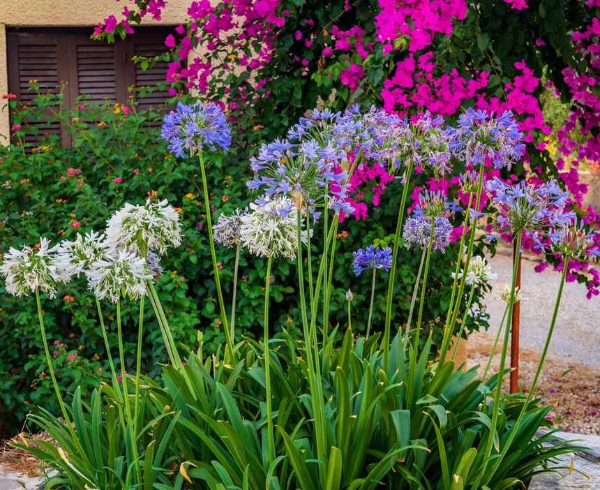 Великолепный агапантус — кипрский цветок любви: фото 6