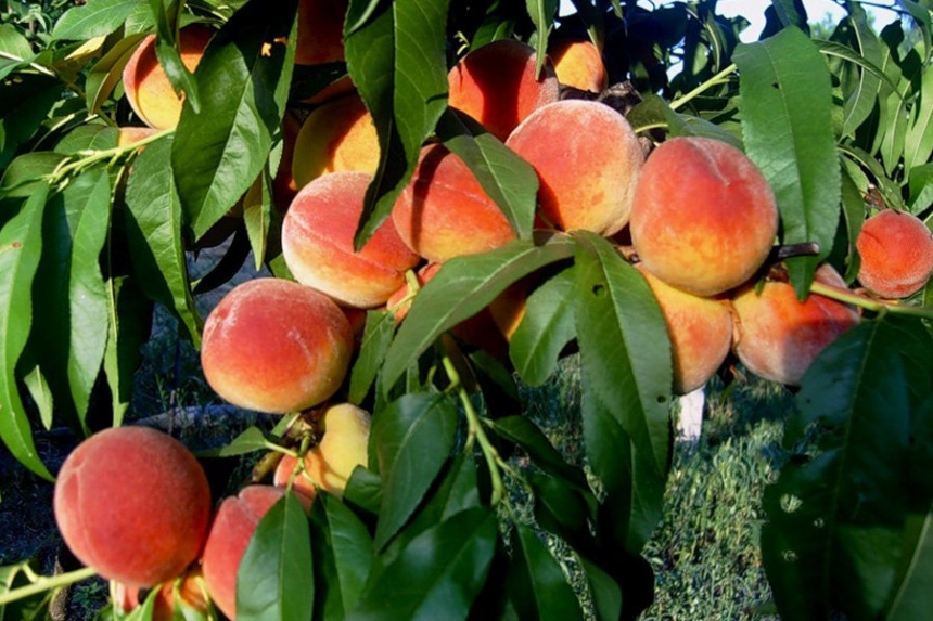 На Кипре пройдет фестиваль персиков: фото 2