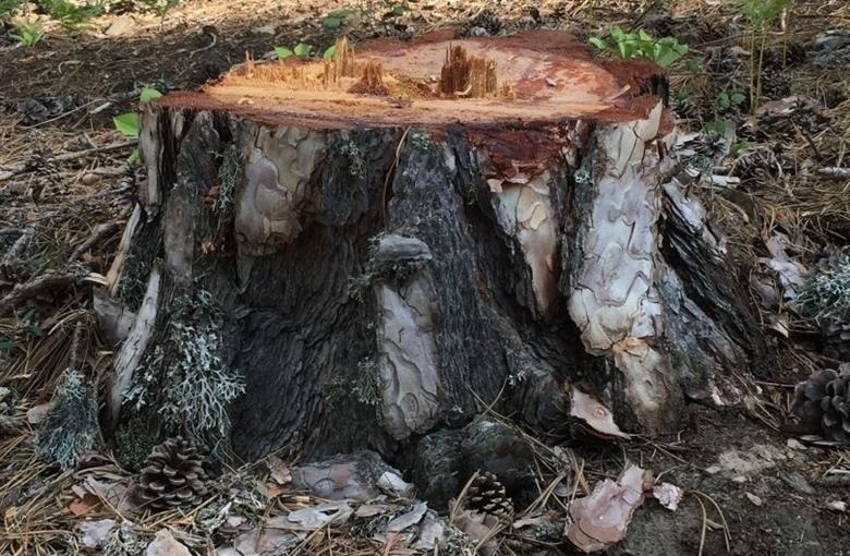 Ученые обратились к киприотам с просьбой защить 800-летние деревья: фото 2