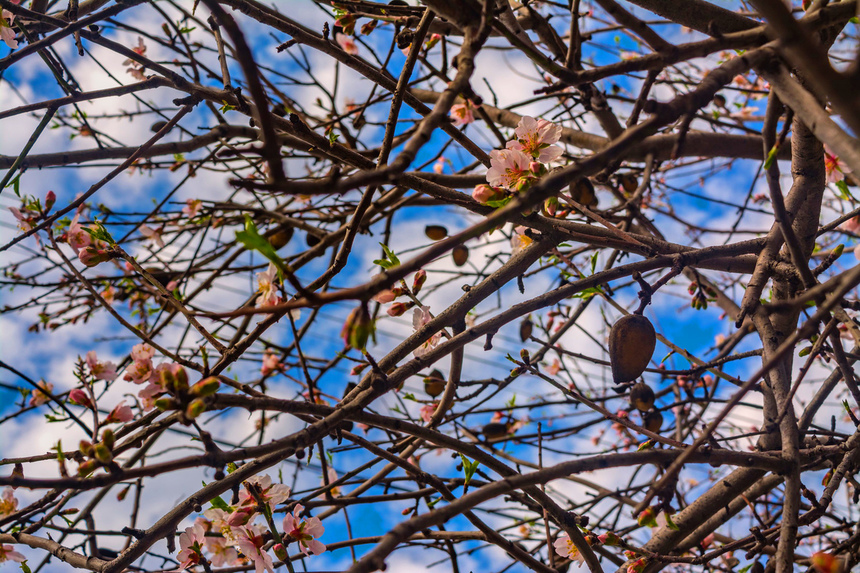 Цветение миндаля на Кипре — признак наступающей весны! : фото 24