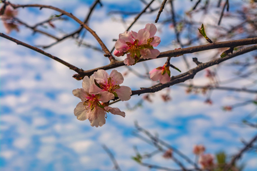 Цветение миндаля на Кипре — признак наступающей весны! : фото 19