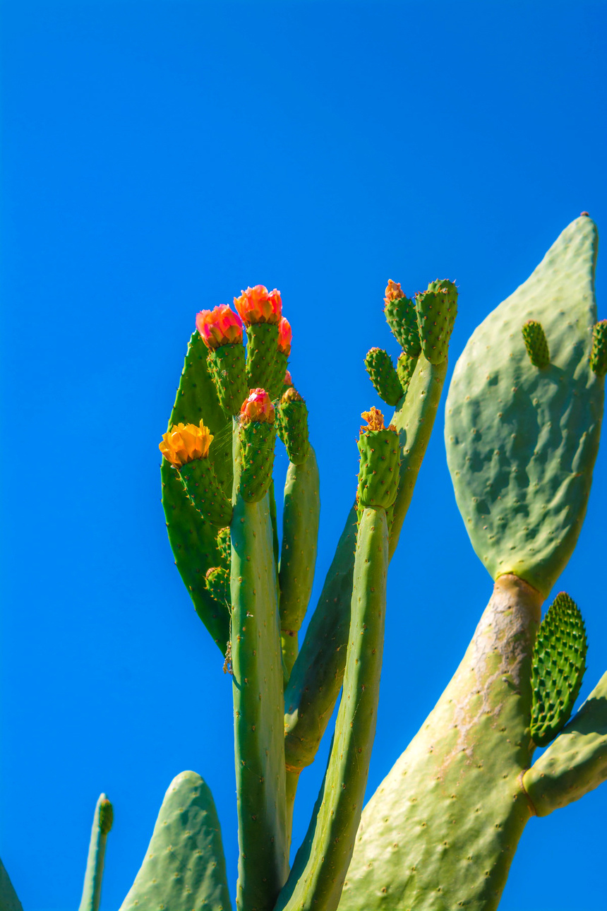 На Кипре цветет вкусный кактус опунция! Пробовали?: фото 7
