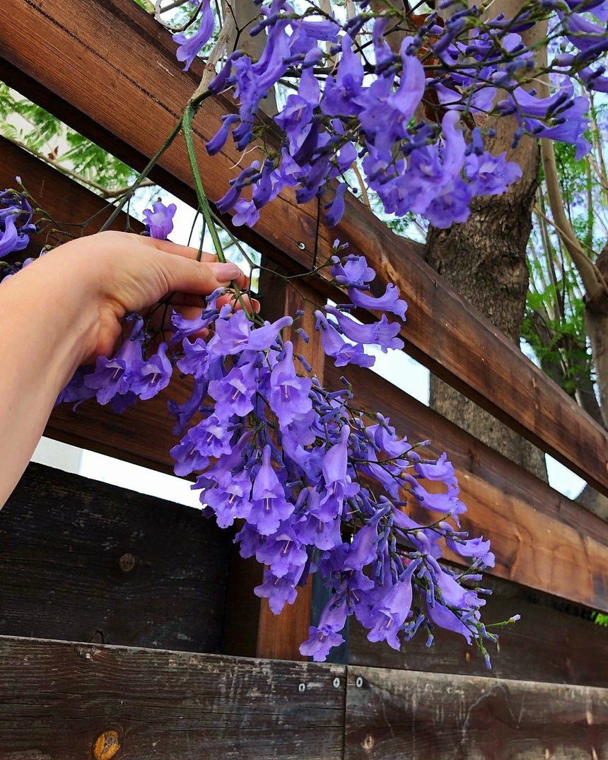 Безудержные колокольчики: весной на Кипре цветет жакаранда: фото 15