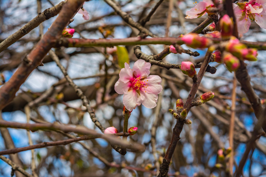Цветение миндаля на Кипре — признак наступающей весны! : фото 13