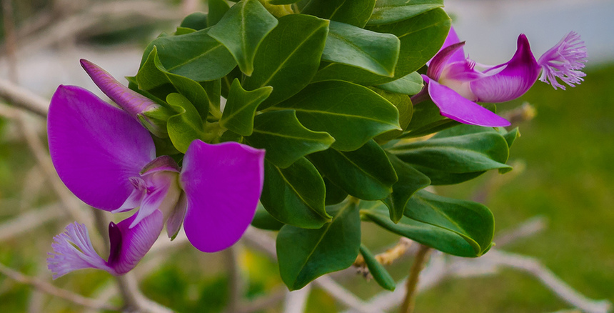 Цветы Кипра: Истод с нежными соцветиями, похожими на бабочек! : фото 8
