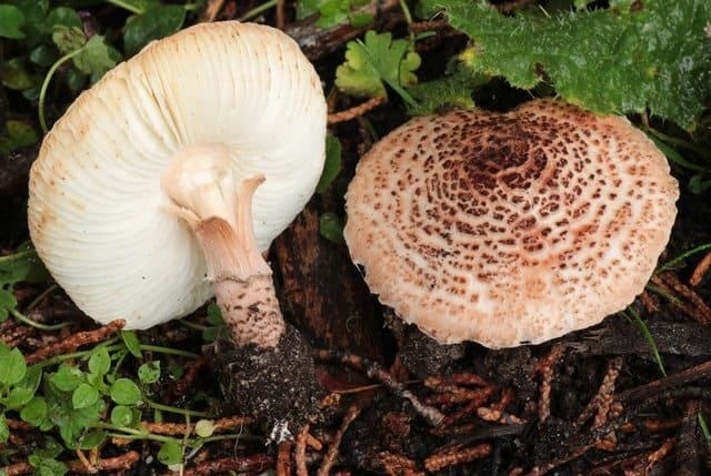 Ядовитые и галлюциногенные грибы Кипра: фото 8