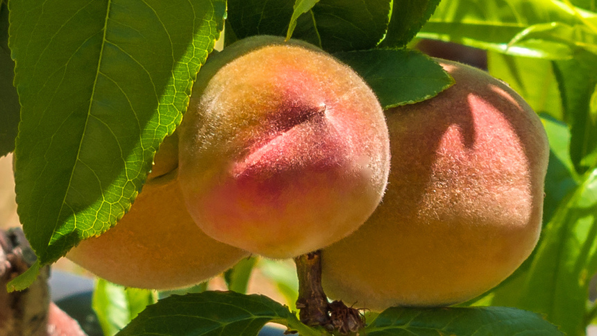 Не пропустите! На Кипре начался сезон сбора персиков: фото 15