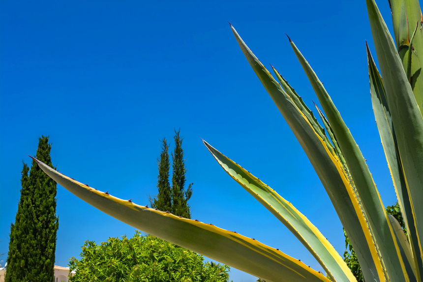 Агава — чрезвычайно полезное и уникальное кипрское растение: фото 9