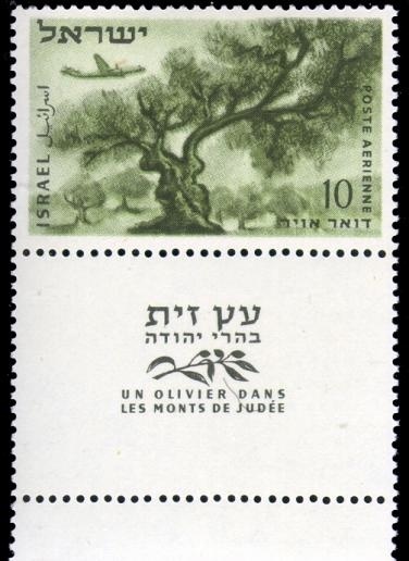 Легенды Кипра. Оливковое дерево.: фото 4