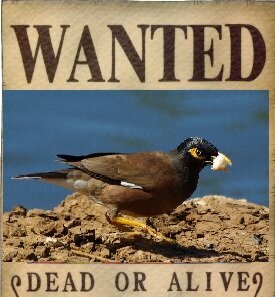 Внимание! На Кипре появились птицы-убийцы майны! Они представляют опасность даже для человека: фото 4