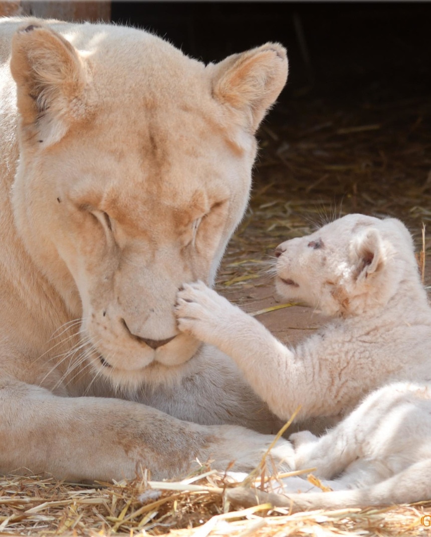 Зоопарк Пафоса объявил результаты конкурса на лучшие имена для львят: фото 7