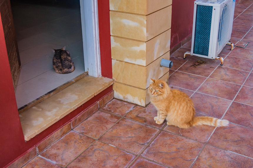 Пушистое чудо: кипрские кошки, которые не оставят равнодушным абсолютно никого!: фото 28