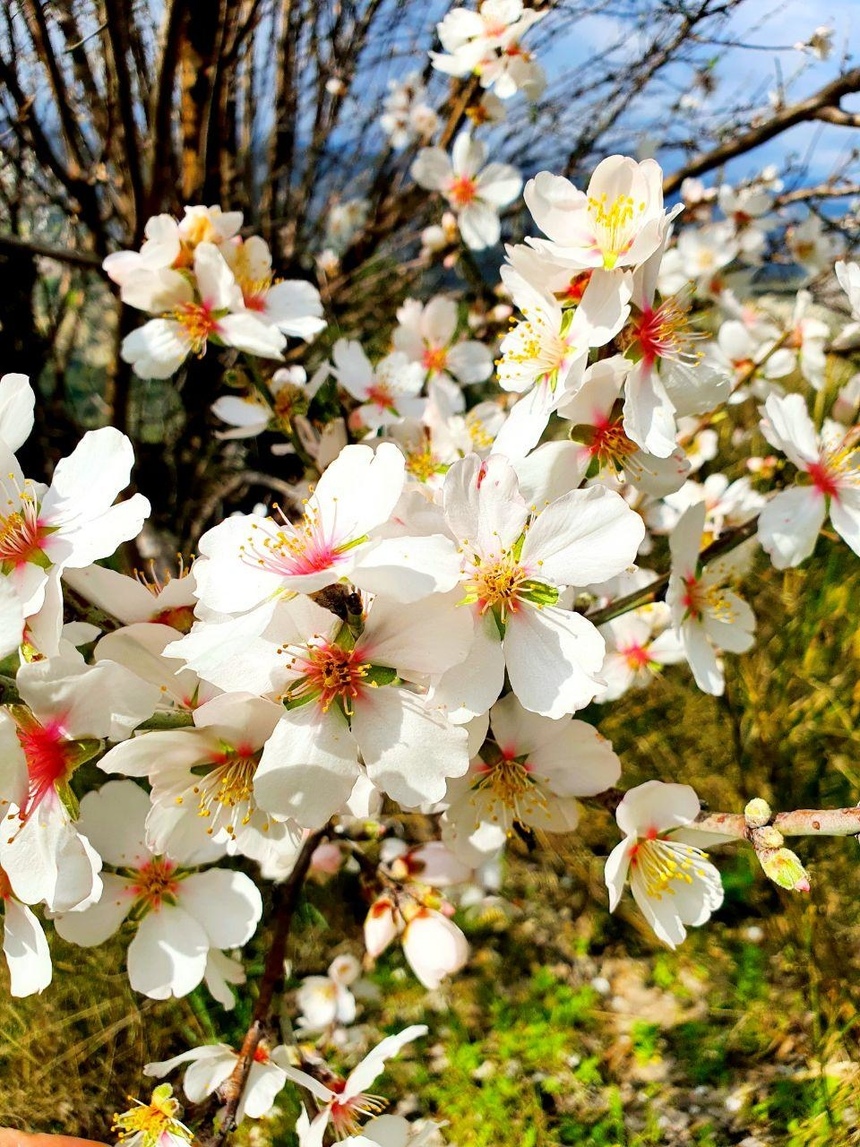 На Кипре в разгаре волшебное и фантастически красивое время цветения миндаля: фото 10
