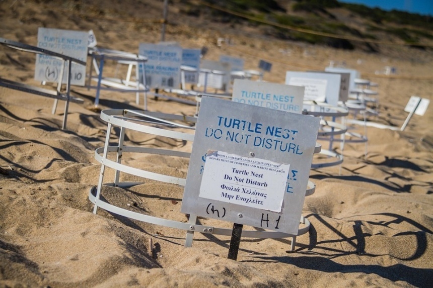 Киприоты проведут демонстрацию за использование лежаков на заповедном черепаховом пляже: фото 2