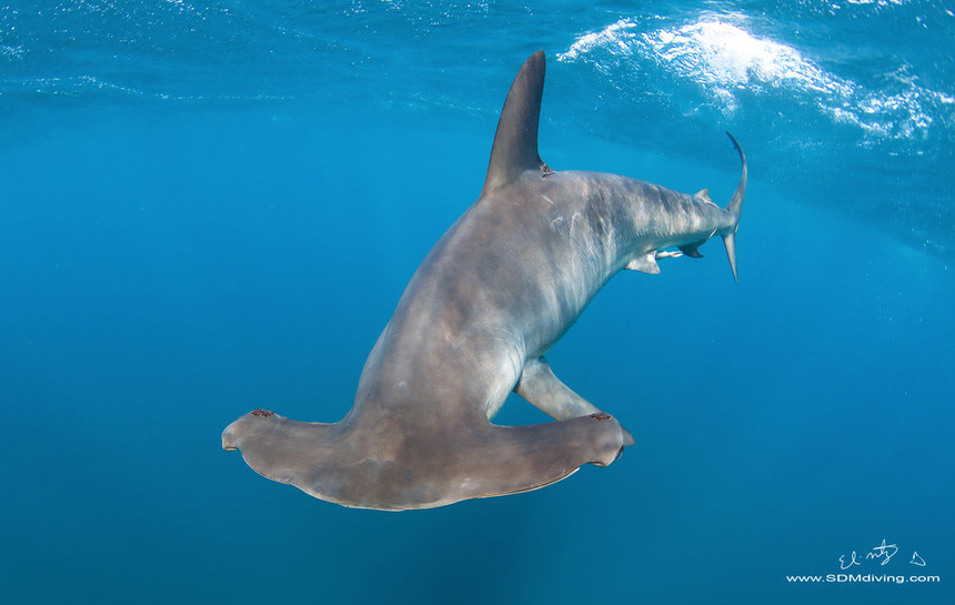 Знакомьтесь: акулы, которых можно встретить у берегов Кипра: фото 23
