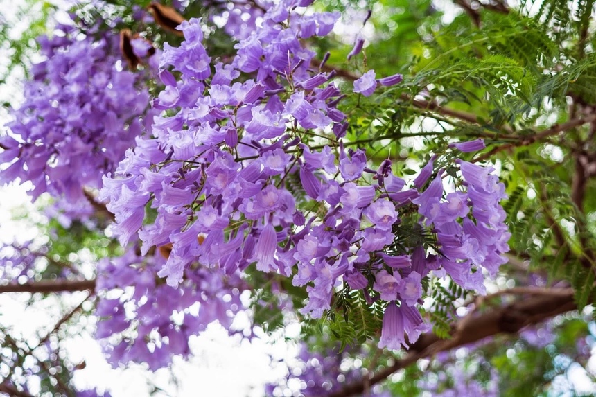 Безудержные колокольчики: весной на Кипре цветет жакаранда: фото 3