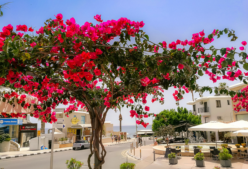Потрясающее зрелище - цветущая бугенвиллия на Кипре: фото 24