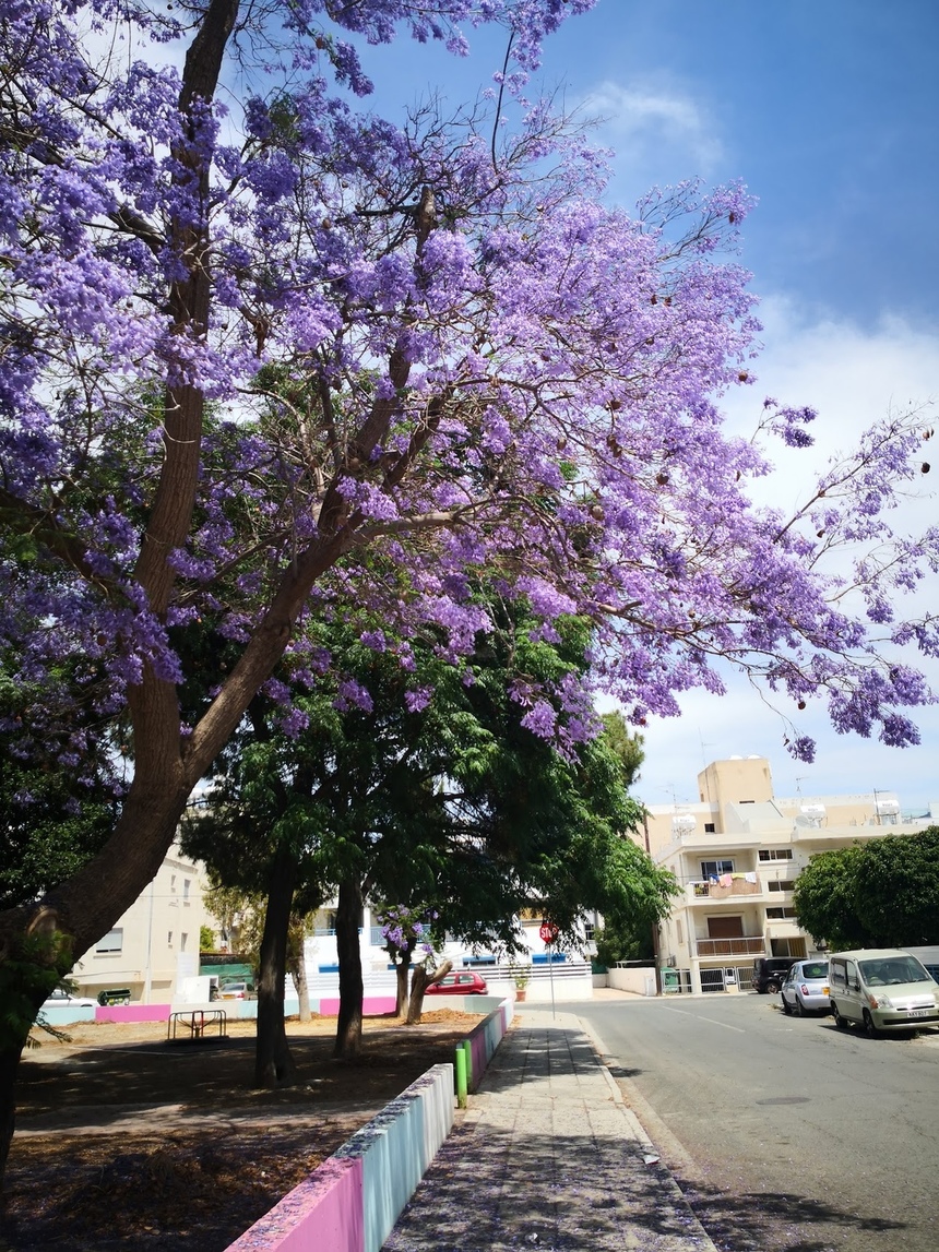 Безудержные колокольчики: весной на Кипре цветет жакаранда: фото 18