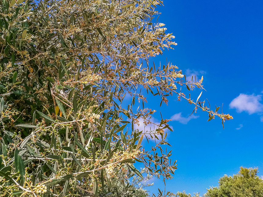 В мае на Кипре в цвету оливковые деревья! : фото 15